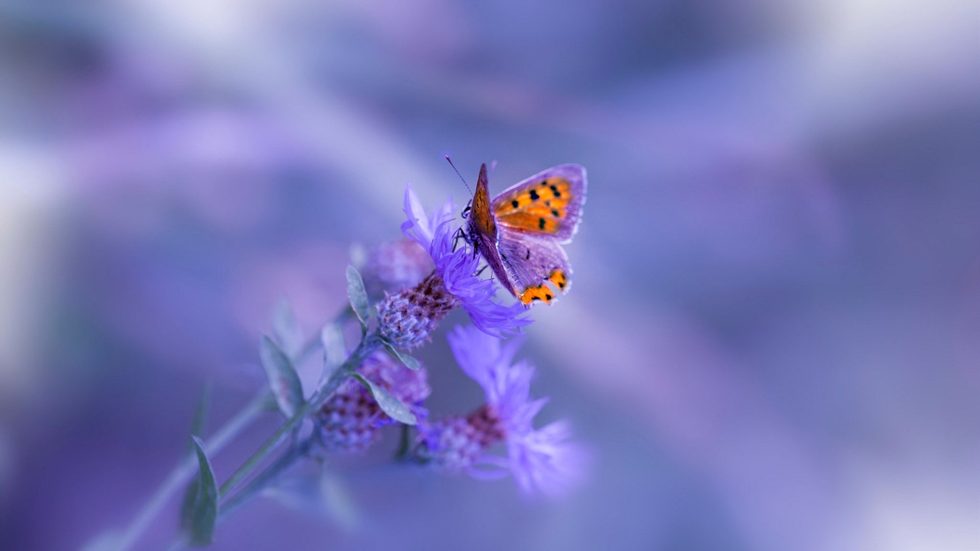 绝地七十六小时，当费城心跳压过迈阿密热浪