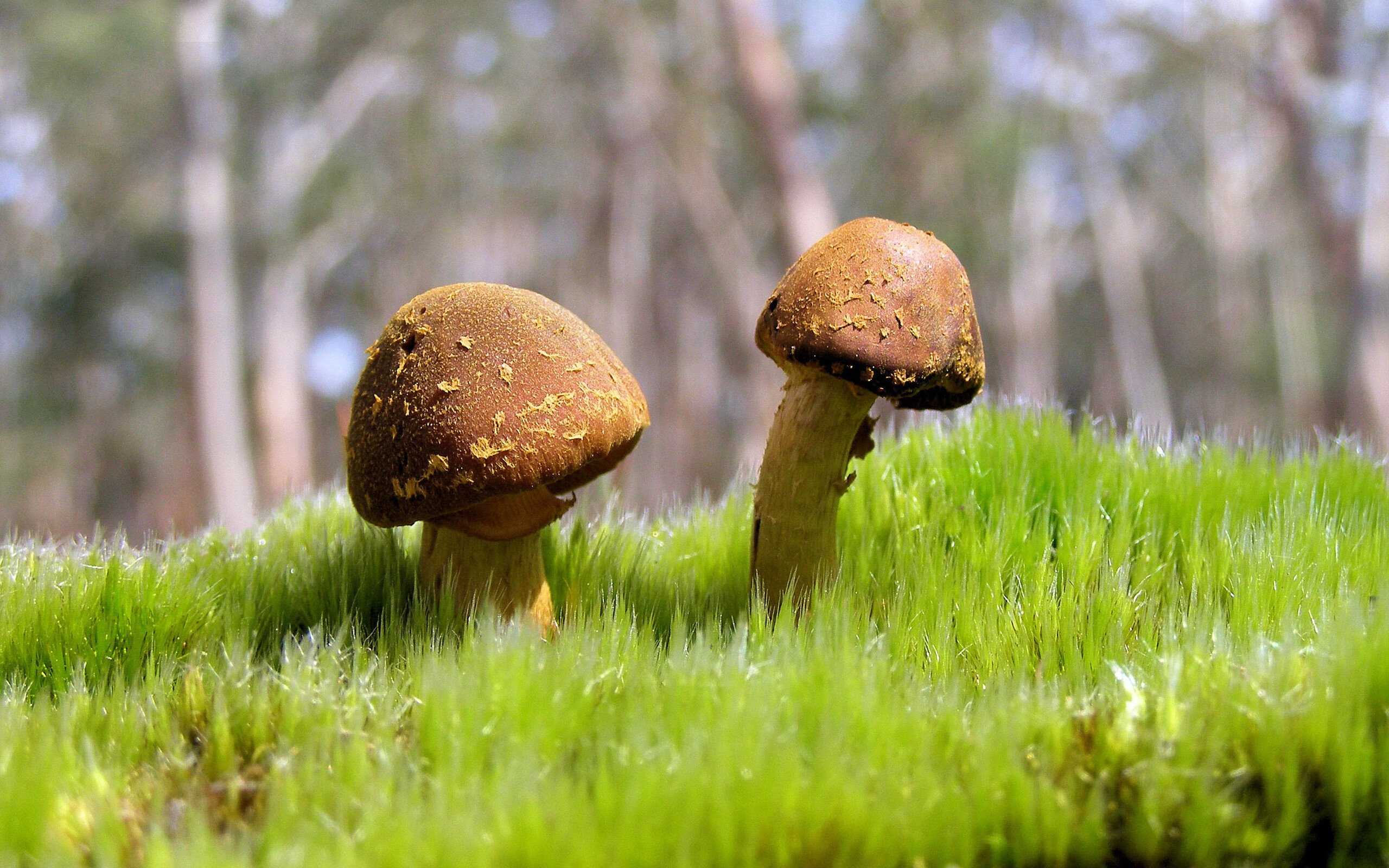 克莱·汤普森，防守冰封米切尔，进攻复苏唯一性只属金州