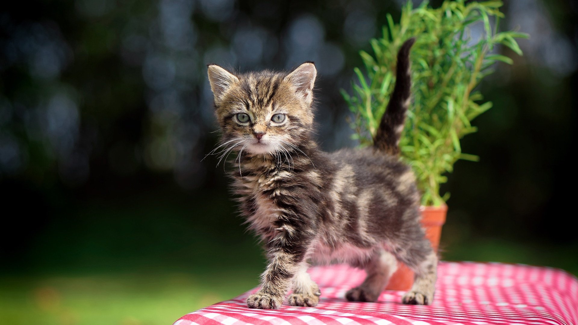 沙漠风暴席卷欧洲红魔,托纳利一剑封喉,门神连拒天团,沙特险造世界杯惊天冷门